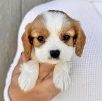 Ritz, a male Cavalier King Charles Spaniel for sale in Youngstown, OH – 2 of 10