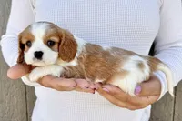Ritz, a male Cavalier King Charles Spaniel for sale in Youngstown, OH – 6 of 10