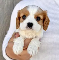 Ritz, a male Cavalier King Charles Spaniel for sale in Youngstown, OH – 9 of 10