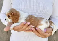 Ritz, a male Cavalier King Charles Spaniel for sale in Youngstown, OH – 7 of 10