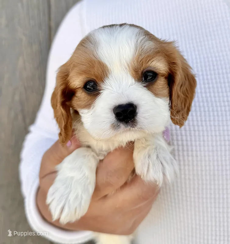 Ritz – Cavalier King Charles Spaniel puppy for sale in Youngstown, OH