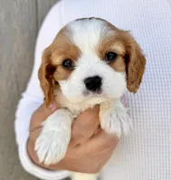 Ritz, a male Cavalier King Charles Spaniel for sale in Youngstown, OH – 1 of 10