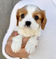 Ritz, a male Cavalier King Charles Spaniel for sale in Youngstown, OH – 10 of 10
