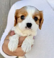 Ritz, a male Cavalier King Charles Spaniel for sale in Youngstown, OH – 8 of 10