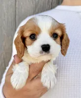 Ritz, a male Cavalier King Charles Spaniel for sale in Youngstown, OH – 3 of 10