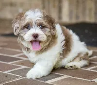 Bennett, a male Shihpoo for sale in Youngstown, OH – 7 of 10