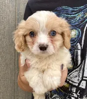 Jax, a male Cavapoo for sale in Youngstown, OH – 2 of 8