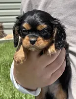Triscuit, a female Cavalier King Charles Spaniel for sale in Youngstown, OH – 4 of 7