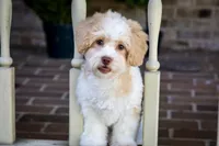 Sullivan, a male Shihpoo for sale in Youngstown, OH – 8 of 10