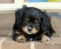CAVALON Sherwin, a male Cavalier King Charles Spaniel and Papillon for sale in Youngstown, OH – 3 of 9