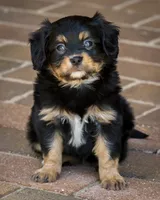 CAVALON Frisbee, a male Cavalier King Charles Spaniel and Papillon for sale in Youngstown, OH – 4 of 10