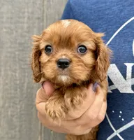 Rusty, a male Cavalier King Charles Spaniel for sale in Youngstown, OH – 2 of 9