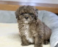 Huxlee, a male Poodle - Miniature  for sale in Youngstown, OH – Photo 9 of 10