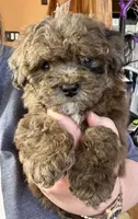 Huxlee, a male Poodle - Miniature  for sale in Youngstown, OH – Photo 2 of 10
