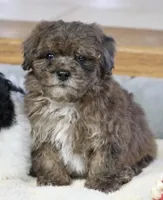 Huxlee, a male Poodle - Miniature  for sale in Youngstown, OH – Photo 5 of 10