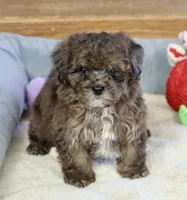 Huxlee, a male Poodle - Miniature  for sale in Youngstown, OH – Photo 6 of 10