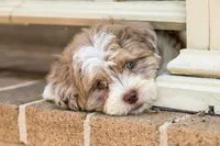 Bennett, a male Shihpoo for sale in Youngstown, OH – 9 of 10
