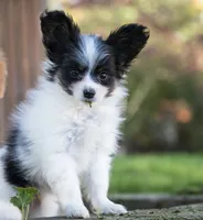 Pez, a female Papillon for sale in Youngstown, OH – 10 of 10