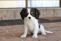 Oreo, a male Cavalier King Charles Spaniel for sale in Youngstown, OH – 4 of 6