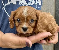 Clifford, a male Cavalier King Charles Spaniel for sale in Youngstown, OH – 3 of 7