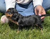 Triscuit, a female Cavalier King Charles Spaniel for sale in Youngstown, OH – 6 of 7