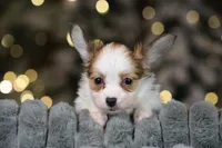 Nerf, a male Papillon for sale in Youngstown, OH – Photo 7 of 8