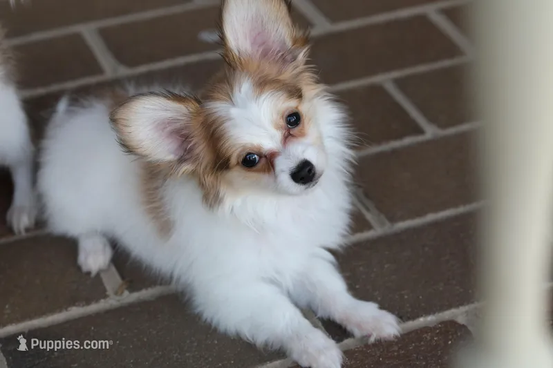 Nerf – Papillon puppy for sale in Youngstown, OH
