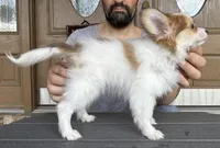 Nerf, a male Papillon for sale in Youngstown, OH – Photo 8 of 9