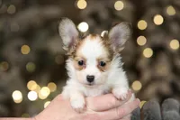 Nerf, a male Papillon for sale in Youngstown, OH – Photo 2 of 8
