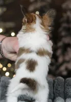 Nerf, a male Papillon for sale in Youngstown, OH – Photo 8 of 8