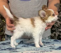 Nerf, a male Papillon for sale in Youngstown, OH – Photo 3 of 6