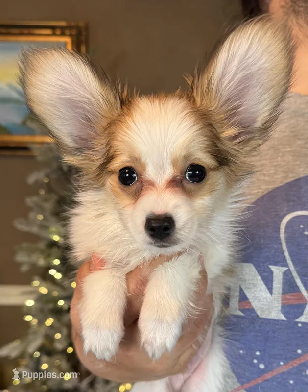 Nerf – Papillon puppy for sale in Youngstown, OH