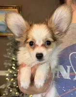 Nerf, a male Papillon for sale in Youngstown, OH – Photo 1 of 6