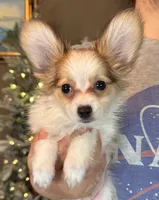 Nerf, a male Papillon for sale in Youngstown, OH – Photo 5 of 6