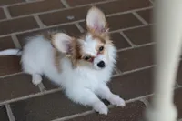 Nerf, a male Papillon for sale in Youngstown, OH – Photo 6 of 9