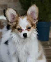 Nerf, a male Papillon for sale in Youngstown, OH – Photo 2 of 9