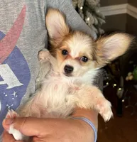 Nerf, a male Papillon for sale in Youngstown, OH – Photo 2 of 6