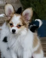 Nerf, a male Papillon for sale in Youngstown, OH – Photo 3 of 9