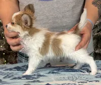 Nerf, a male Papillon for sale in Youngstown, OH – Photo 4 of 6