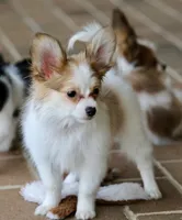 Nerf, a male Papillon for sale in Youngstown, OH – Photo 7 of 9
