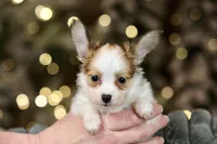 Nerf, a male Papillon for sale in Youngstown, OH – Photo 3 of 8