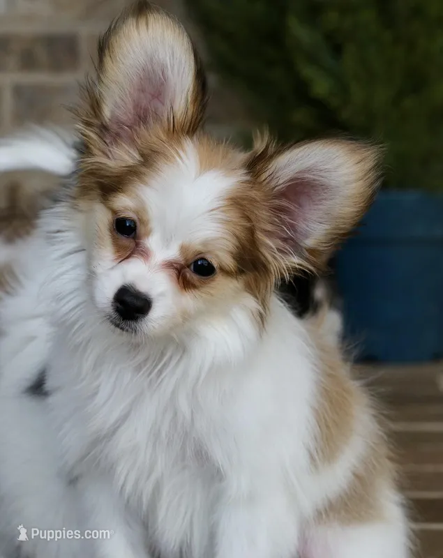 Nerf – Papillon puppy for sale in Youngstown, OH