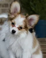 Nerf, a male Papillon for sale in Youngstown, OH – Photo 1 of 9