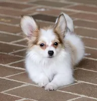 Nerf, a male Papillon for sale in Youngstown, OH – Photo 5 of 9