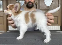 Nerf, a male Papillon for sale in Youngstown, OH – Photo 9 of 9