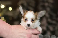 Nerf, a male Papillon for sale in Youngstown, OH – Photo 6 of 8