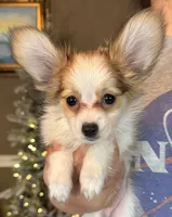 Nerf, a male Papillon for sale in Youngstown, OH – Photo 6 of 6