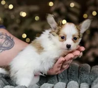 Nerf, a male Papillon for sale in Youngstown, OH – Photo 4 of 8