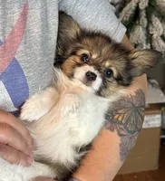 Bagel, a male Papillon for sale in Youngstown, OH – Photo 6 of 6