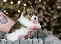 Bagel, a male Papillon for sale in Youngstown, OH – Photo 4 of 9